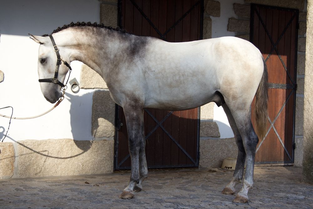 Poldro Lusitano - 2 anos