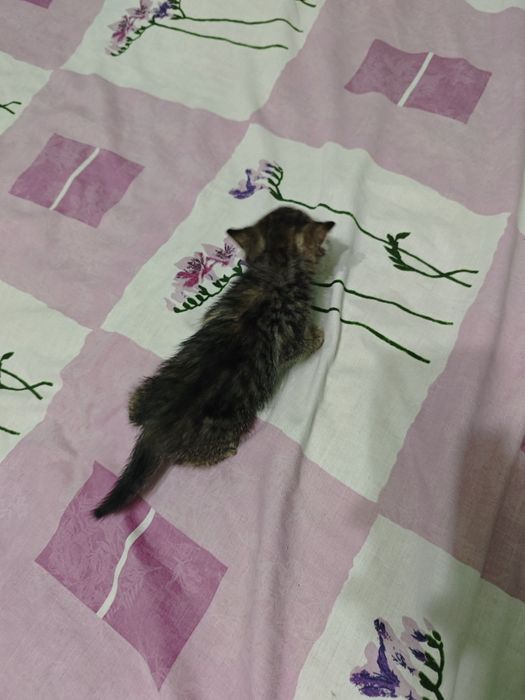 Котик в добрі руки