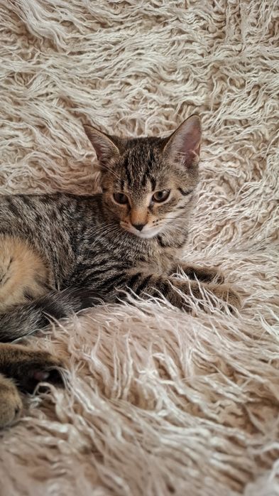 Róża 3,5 miesięczna przytulanka,adopcja.