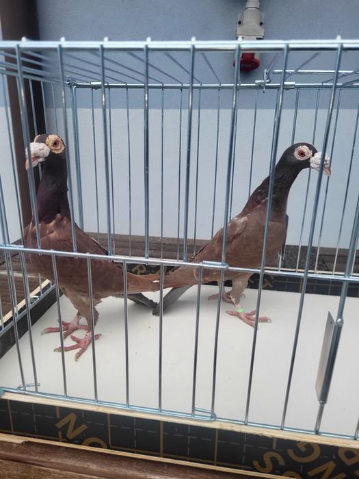 Gołębie Kariery Czerwone