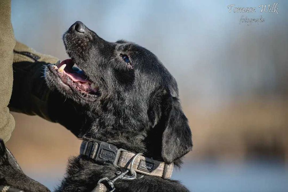 Nie pozwól zostać na zawsze Orlando w schronie