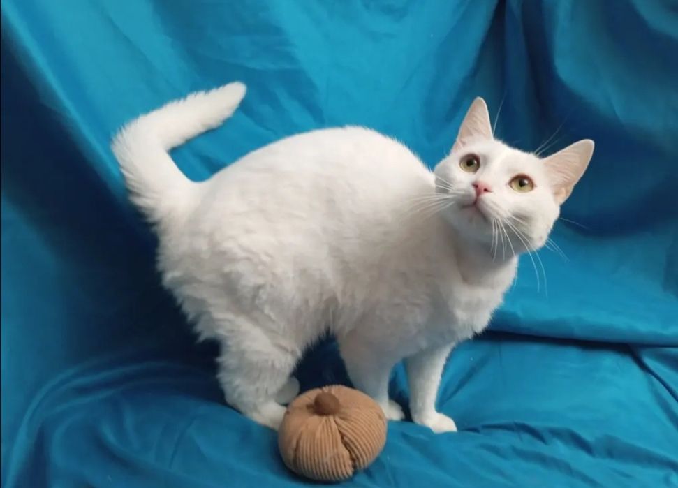 Отдам даром в добрые руки белую кошечку