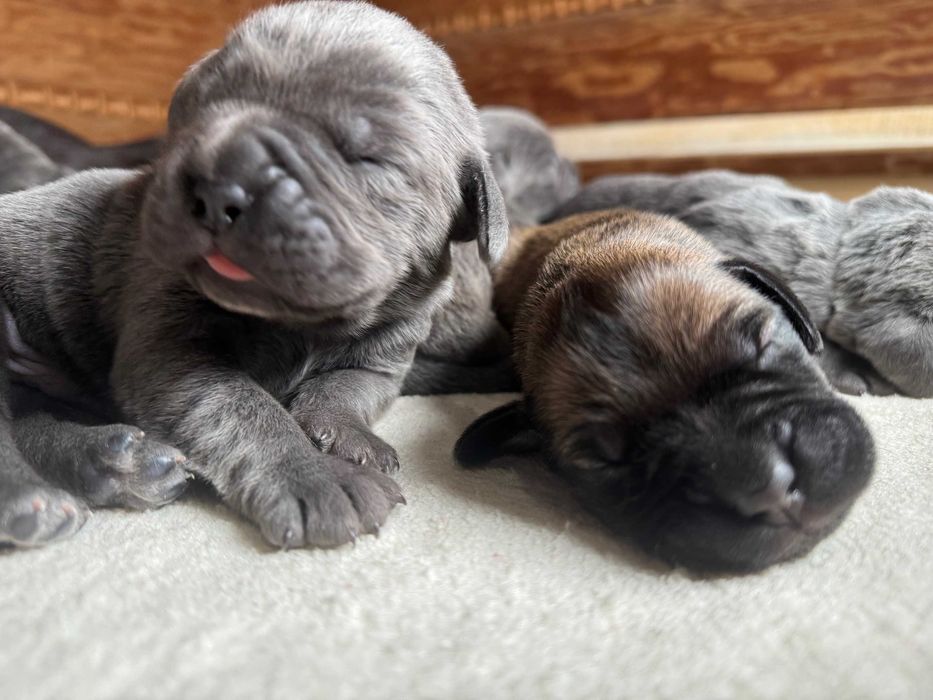 Piękny szary samiec Cane Corso ZKwP/FCI po Zwycięzcy Championów Raduno