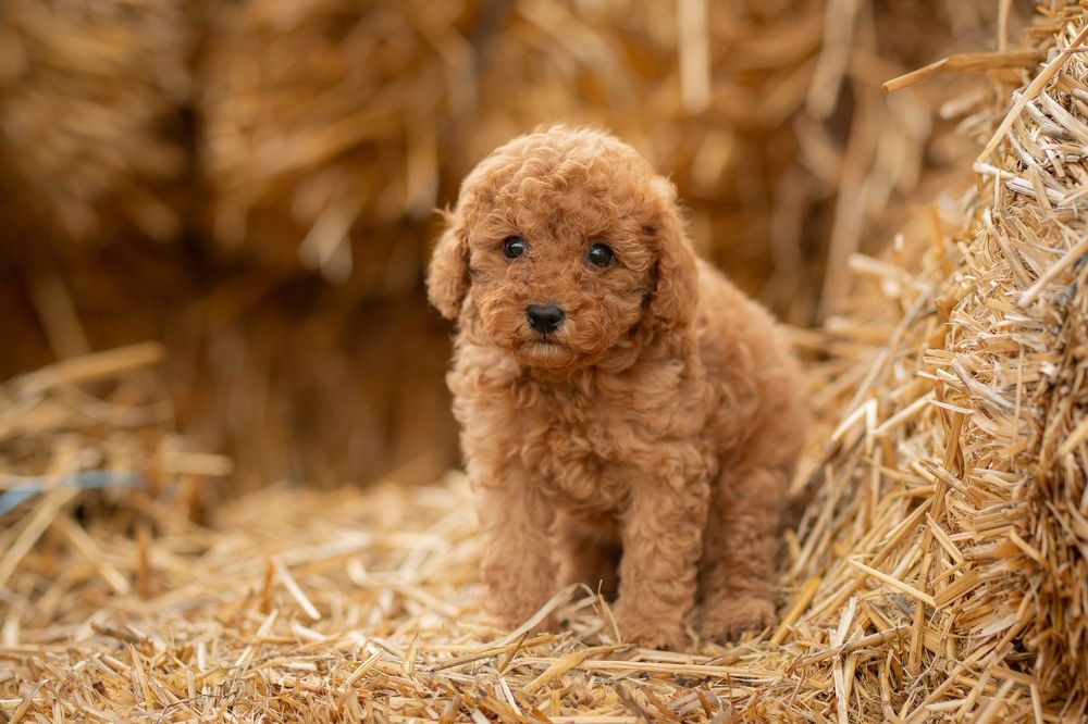 Резерв цуценята Пудель
