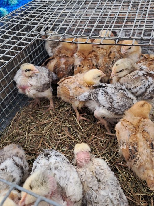 Підрощені курчата Миколаївська обл