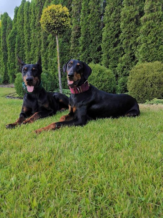 Doberman szczeniak