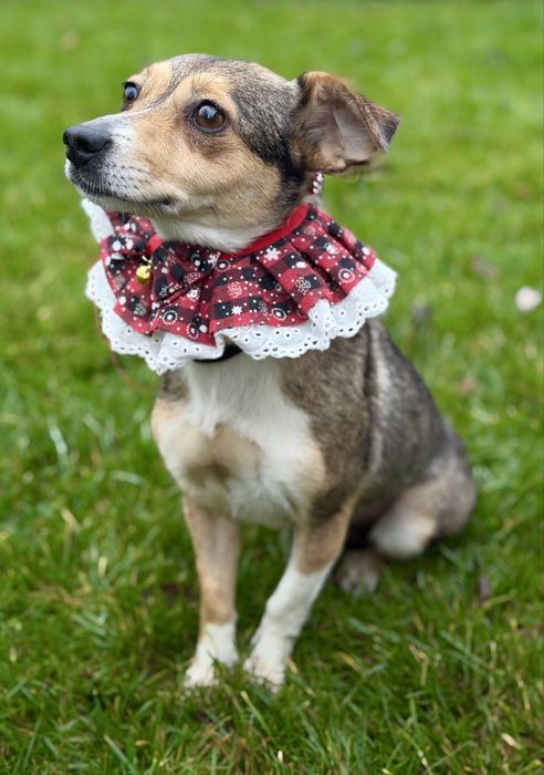 Дівчинка шукає дім (стерилізована) 6 кг