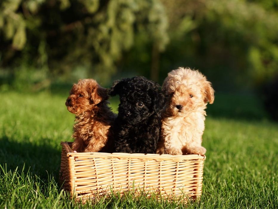 Лялькові дітки мальтіпу