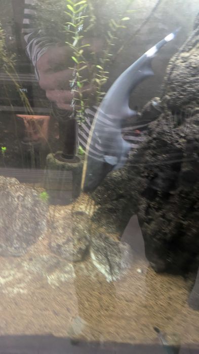Peixe-faca-fantasma 26 a 30 cm. VENDITO RAPIDO