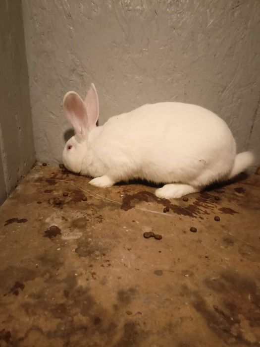 Królik - króliki samce TB  termondzkie