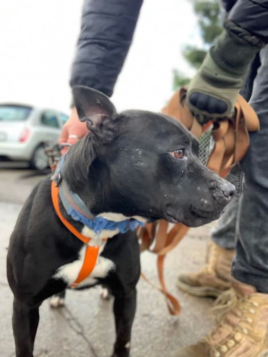 Ulka do Odpowiedzialnej adopcji