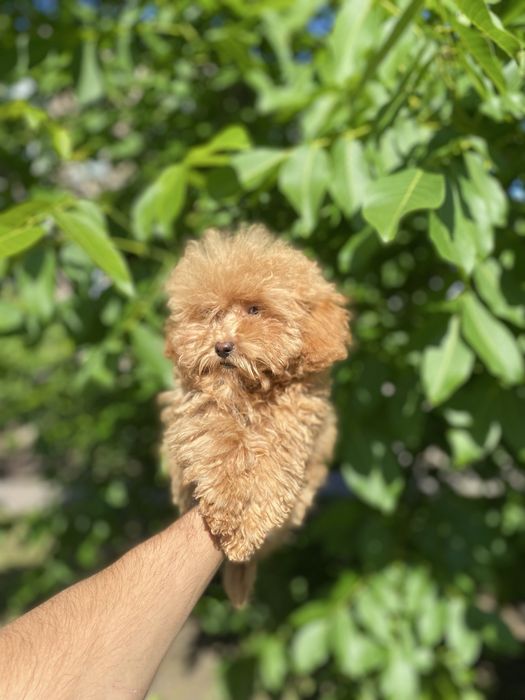 Чудовий хлопчик мальтіпу