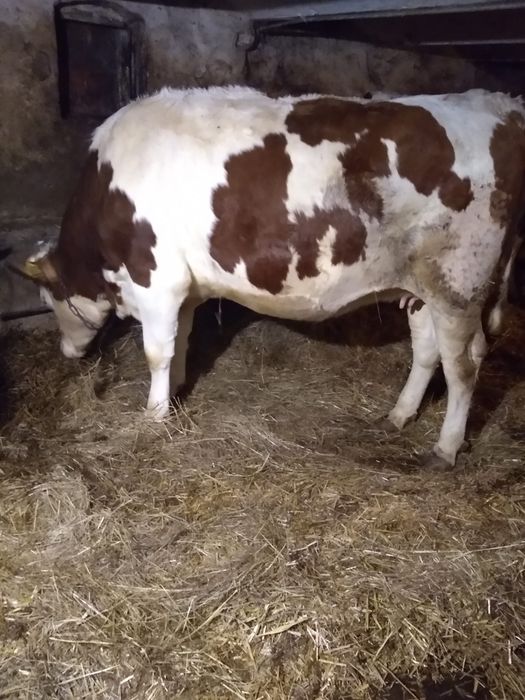 Jałówka wysokocielna Simental