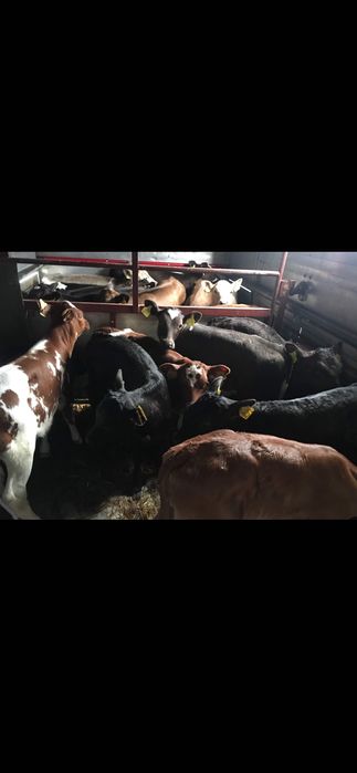 Sprzedam cielęta polskie transport gratis