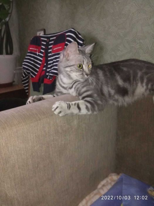 Американська короткошерста