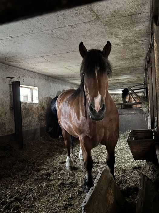 Sprzedam źrebice zimnokrwiste