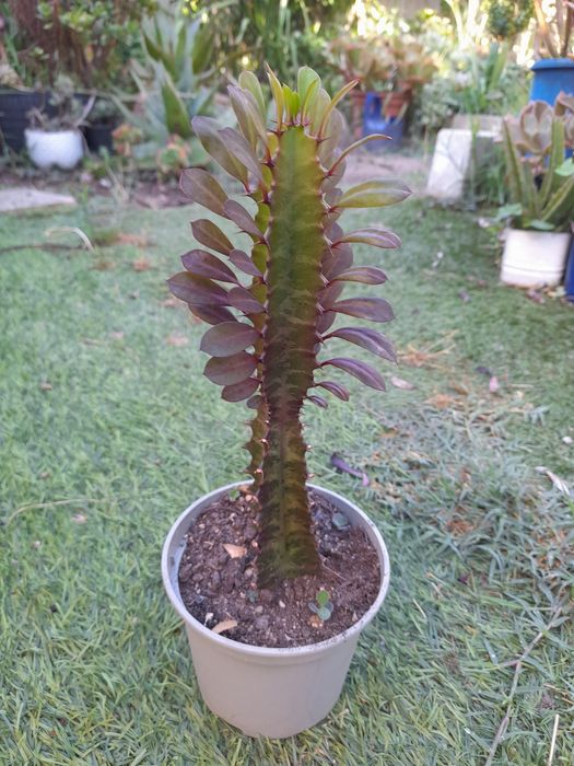 Catos e suculentas
