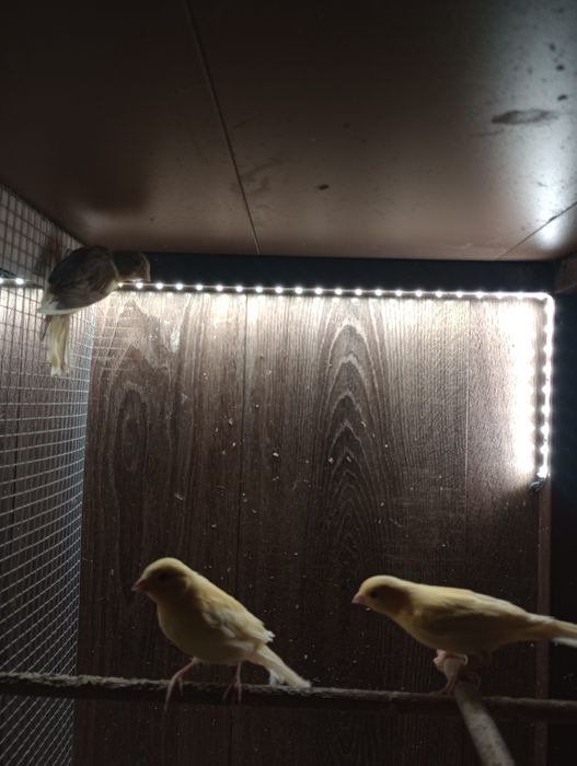 Sprzedam młode kanarki