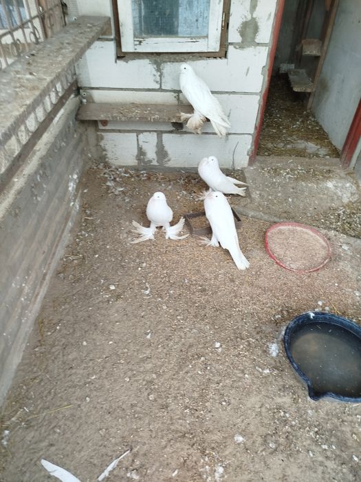 Sprzedam Garłacz czeski i pomorski