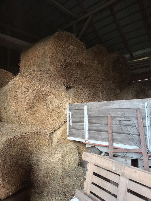 Słoma pszenżytnia 120x130