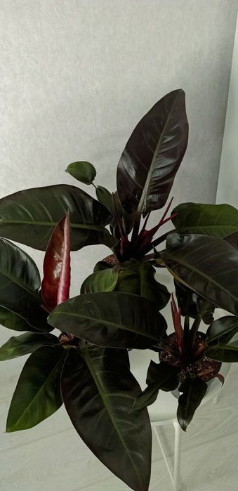 Філодендрон Imperial Red