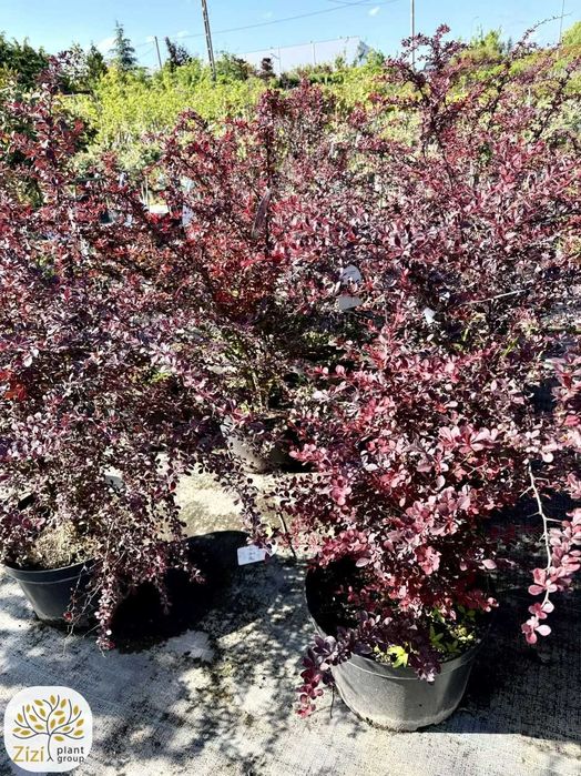 Berberys Atropurpurea 100-120cm, purpurowe liście, żywopłot, gęsty krzew