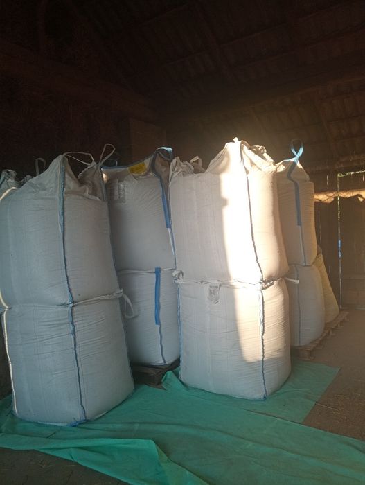 Owies zboże tegoroczne