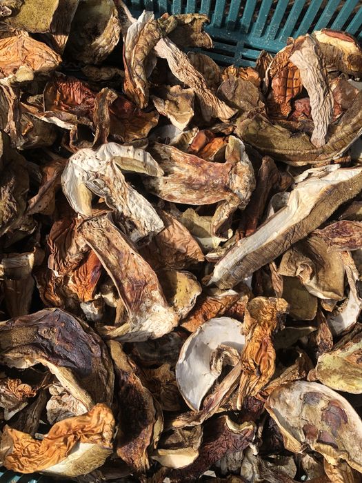 Сухий білий гриб, сушені гриби