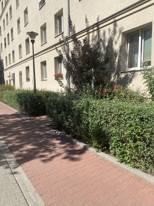 Pokój dla Pani wynajmę Wilda