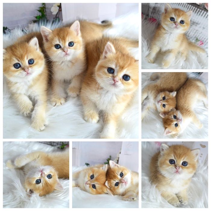 Британські котяшенята золота шиншила/британская золотая шиншилла/котят