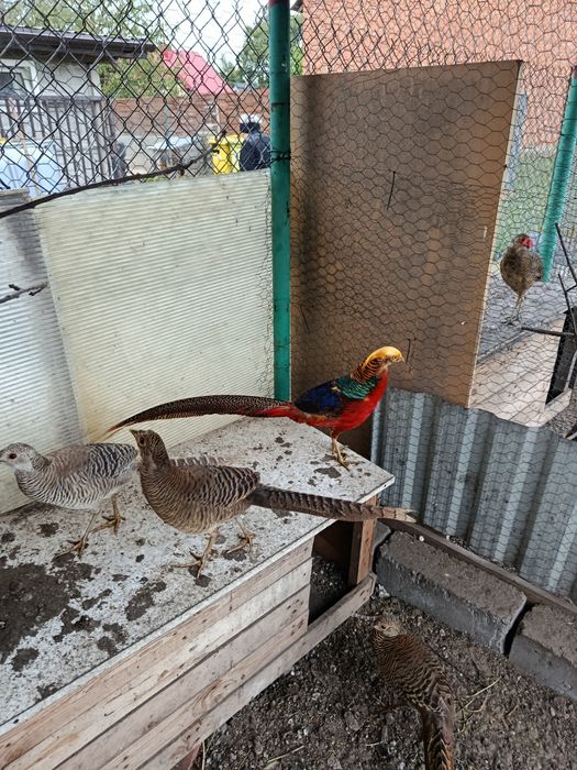 Bazanty złote  ozdobne  2025