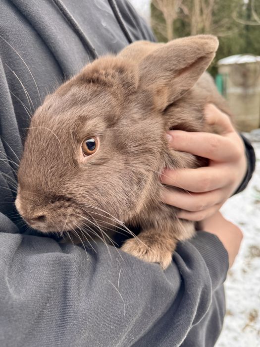 Królik srokacz duże mieszańce