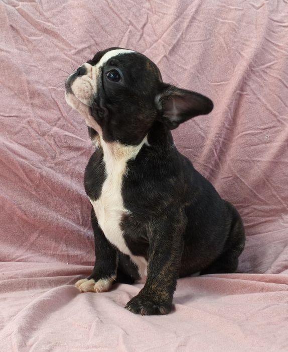 Bulldog francês fêmea