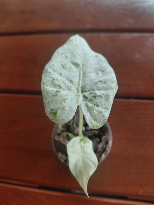 Alokazja Macrorhyza