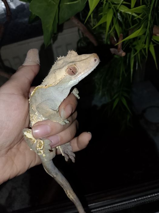 Gekon orzęsiony samce