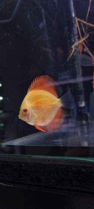 Paletka dyskowiec red melon i solid red młode