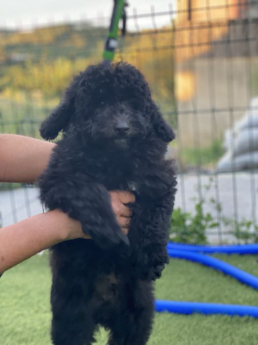 Imperdível!!! Preço especial!!! Lindo puppy de Caniche/Poodle medio procura novo dono!!!