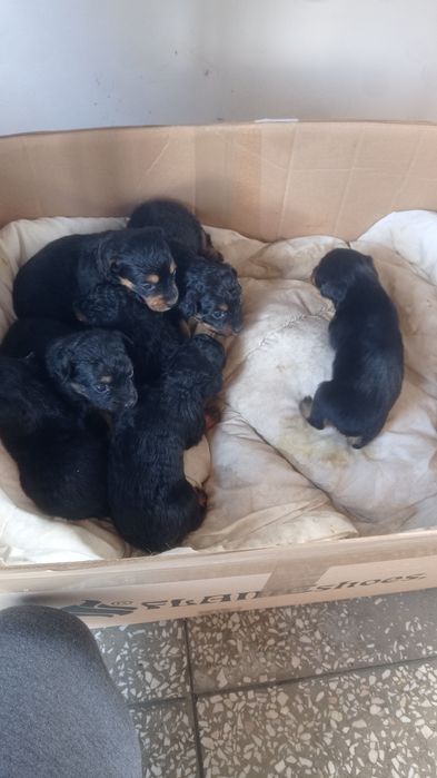 Szczeniaki do oddania