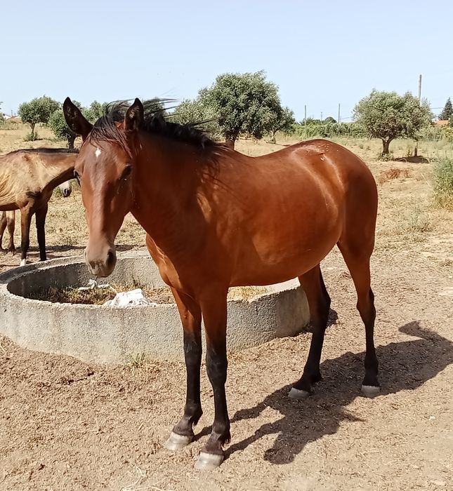 Vendo cavalos Lusitanos, éguas, poldros, poldras (Ler descrição)