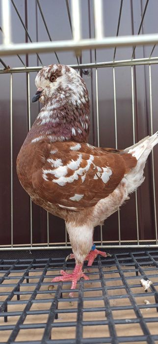 Sprzedam gołębie Kingi