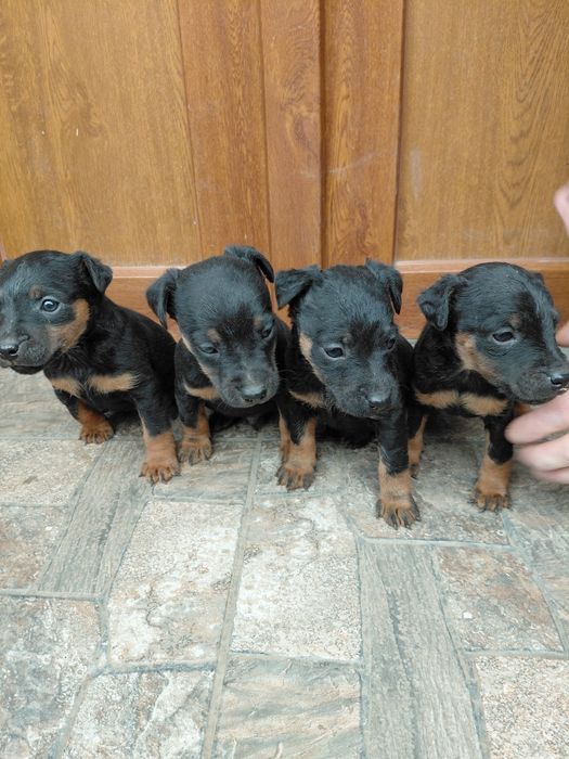 Продаються щенята Ягдтер'єр 
Зроблені прививки та
купірува