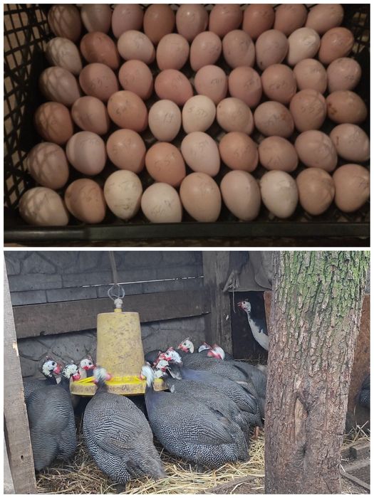 Куры, Петухи. Взрослые, Молодые.  Мускусные утки, селезни. Цесарки.