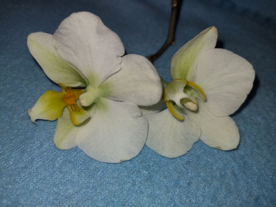 Орхідея фаленопсис з діткою