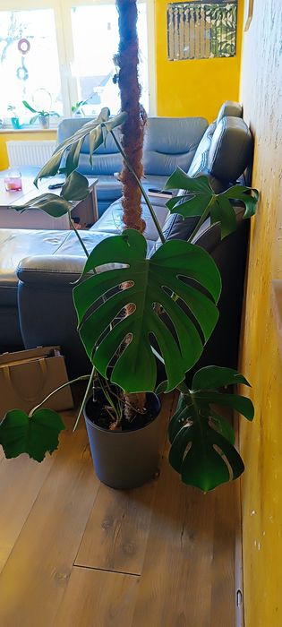 Duża monstera 150 cm  z doniczką