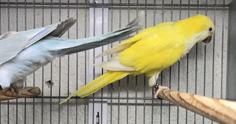 Conures amarelos e azuis