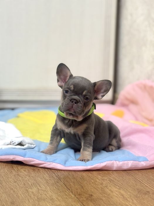 Неймовірні французькі бульдоги для Вас!