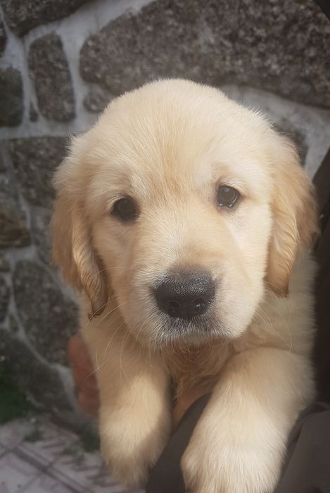 Cachorro Golden Retriever com Lop