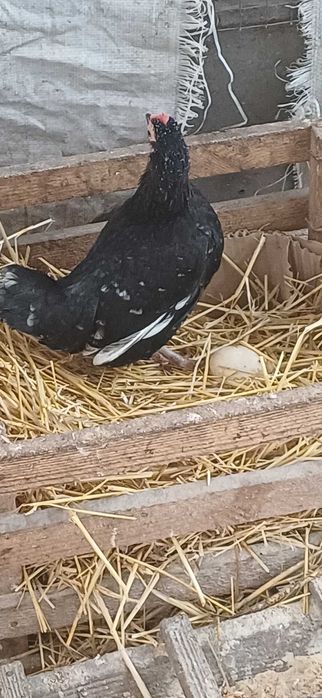 Продам  курочок,півників