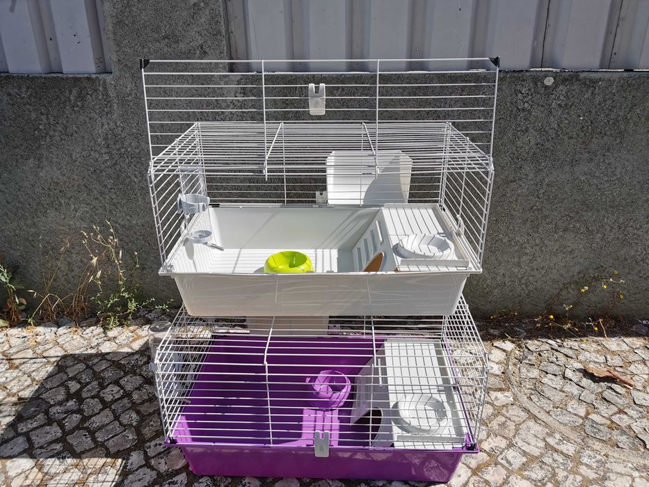 KIT Coelhos anões mini holandês e minitoy super meigos