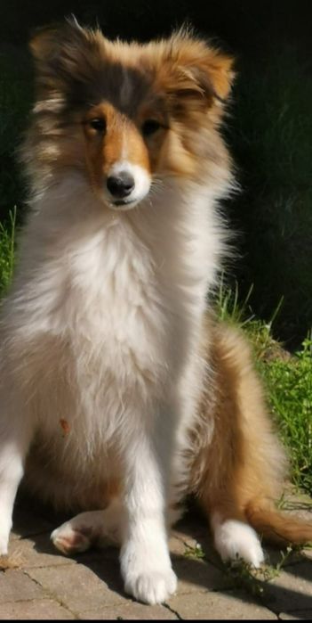 Owczarek szkocki Collie długowłosy SUNIA